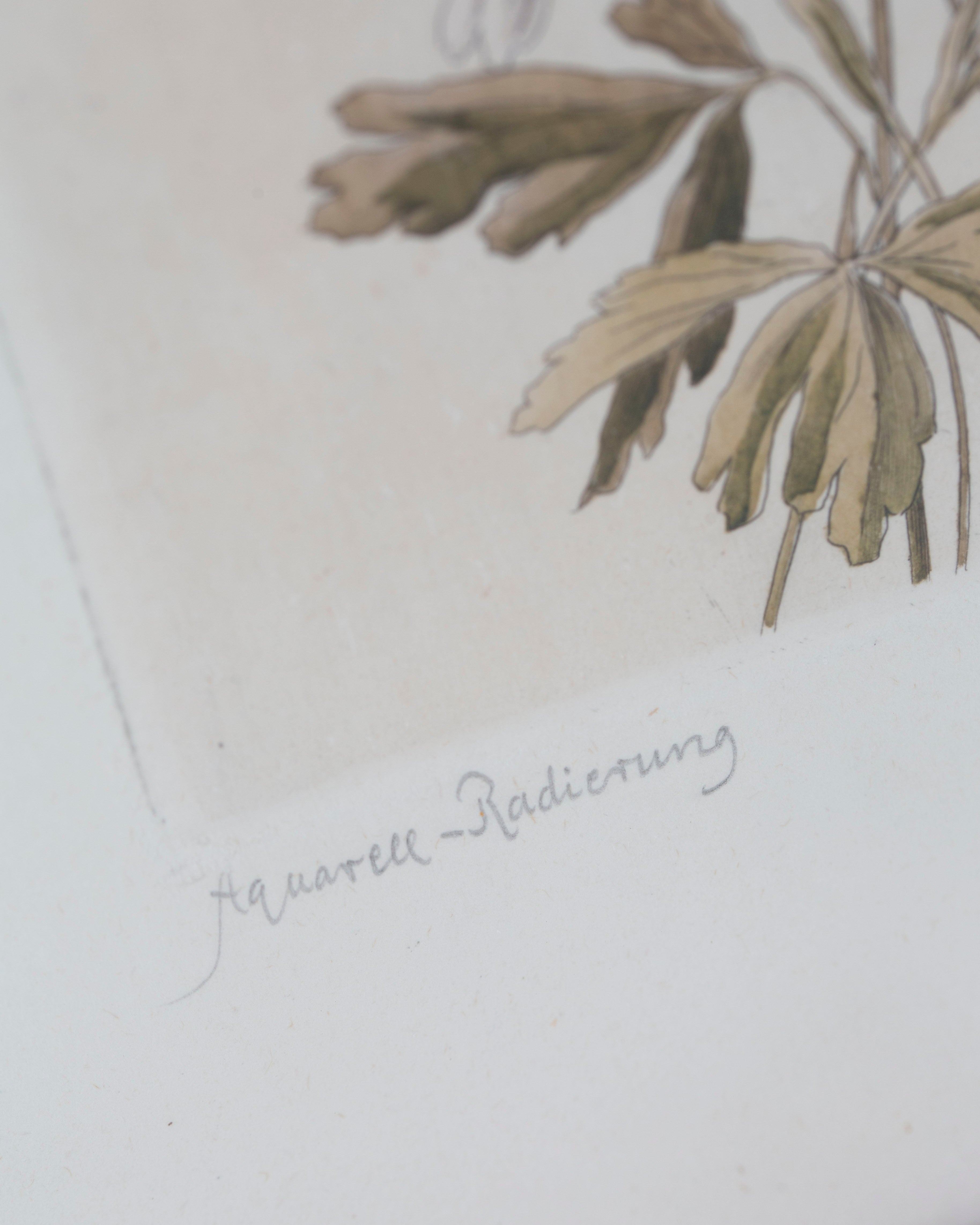 Aquarell Radierung von Wilhelm Pech