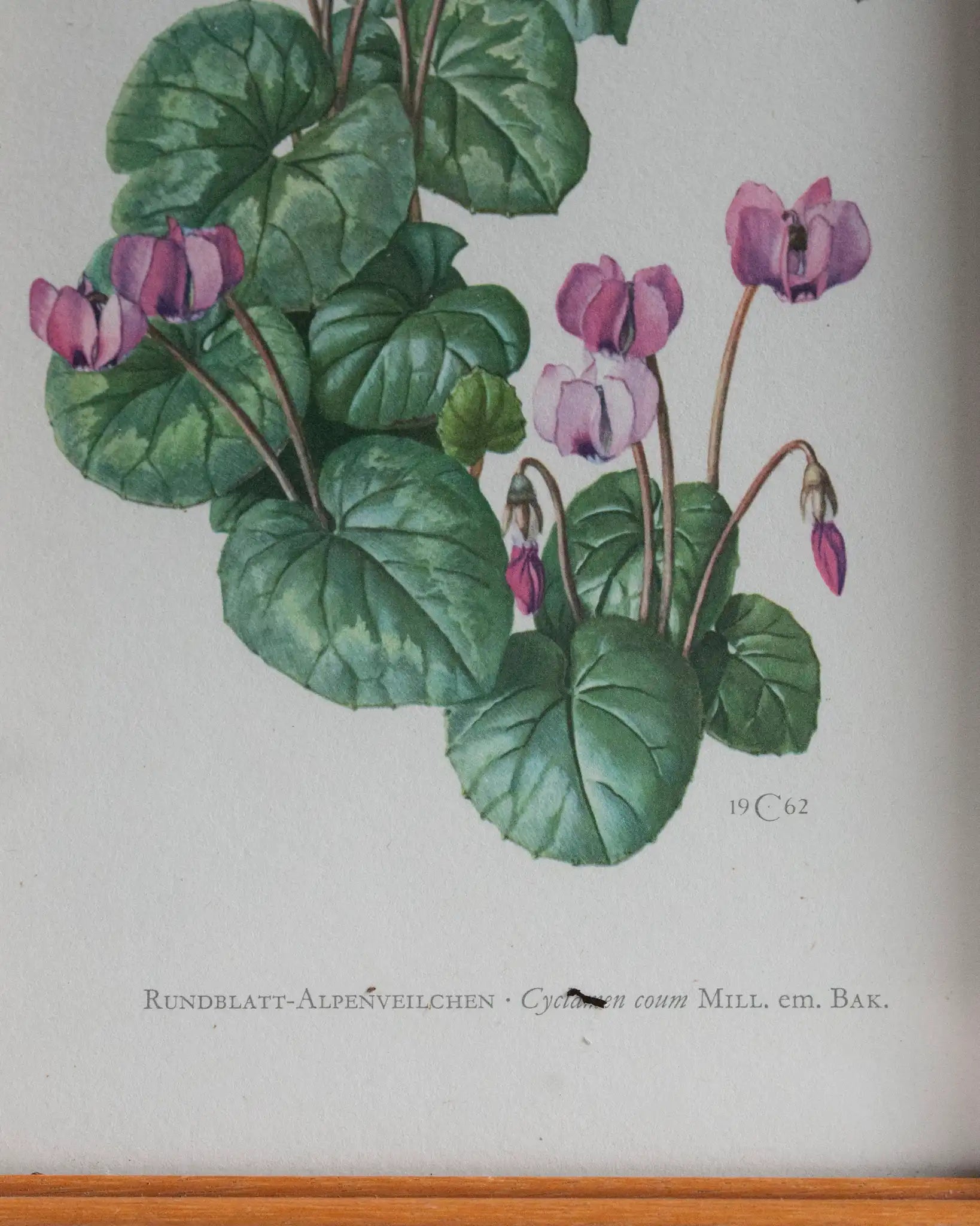 waldzyklame-botanischer-druck-alpenveilchen-bild-druck-vintage