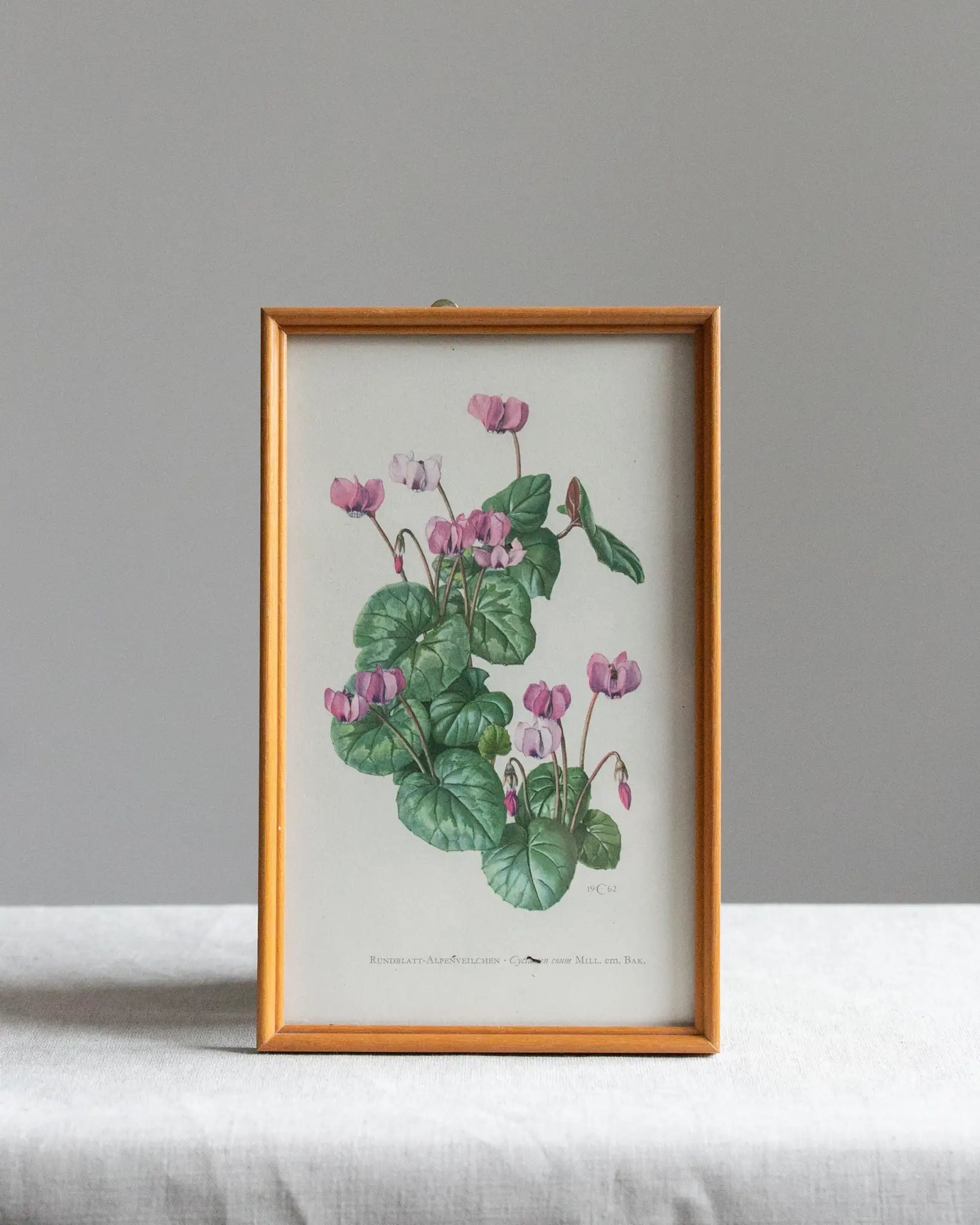waldzyklame-botanischer-druck-alpenveilchen-bild-druck-vintage