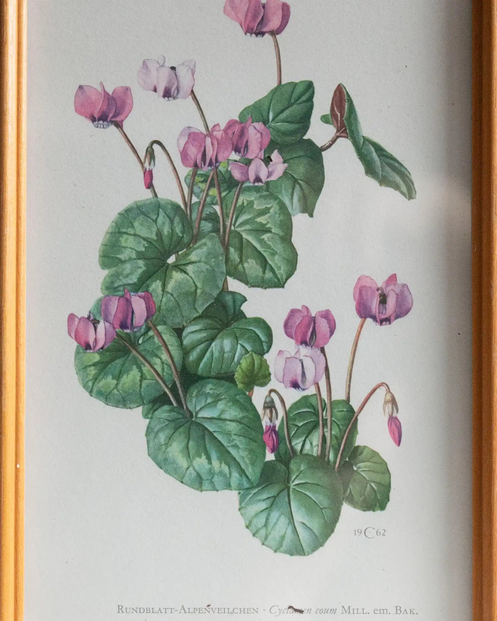 waldzyklame-botanischer-druck-alpenveilchen-bild-druck-vintage